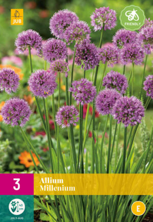 Allium Millenium