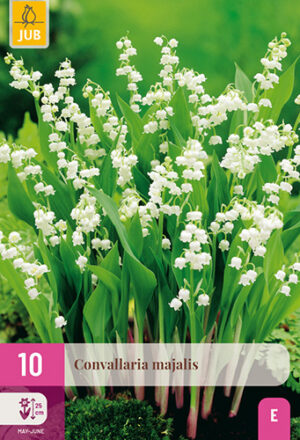 Convallaria majalis