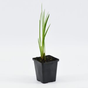 Acorus calamus
