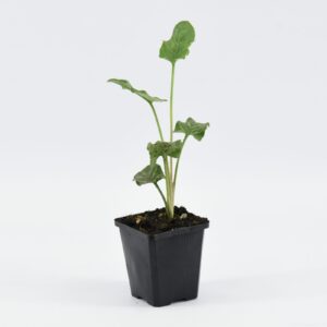 Arum italicum