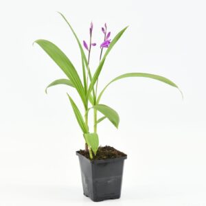 Bletilla striata