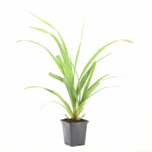 Carex pendula