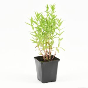 Gratiola officinalis