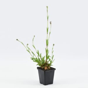 Lychnis flos-cuculi