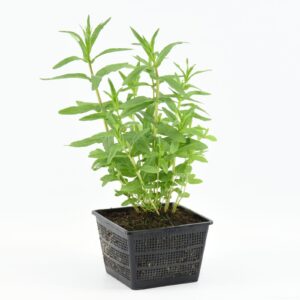 Lythrum salicaria