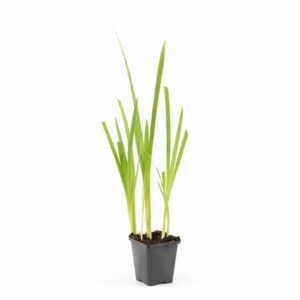 Schizosylis coccinea 'Alba'