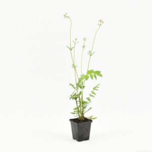 Valeriana officinalis