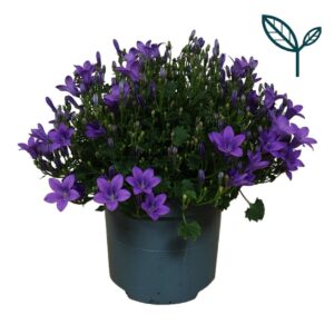 Campanula Ambella® Intense Purple