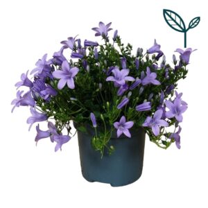 Campanula Ambella® Lavender