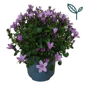 Campanula Ambella® Pink