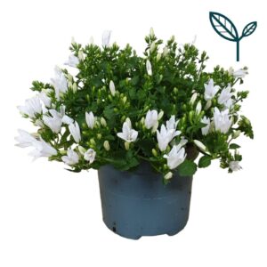 Campanula Ambella® Intense White