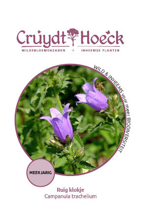 Campanula trachelium