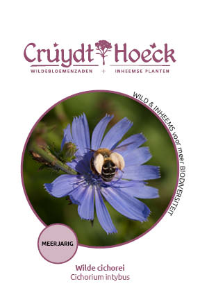 Cichorium intybus