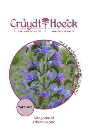 Echium vulgare