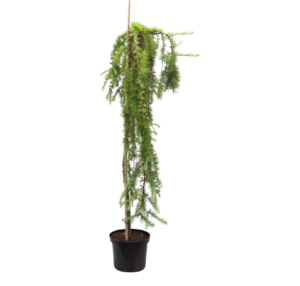 Larix kaempferi Stiff Weeper