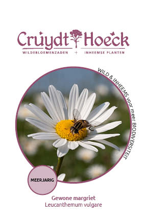 Leucanthemum vulgare