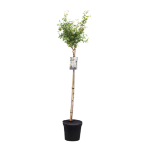 Prunus incisa Kojou-no-mai