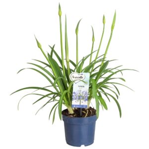 Agapanthus Amourette Blue