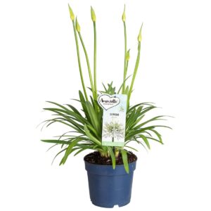 Agapanthus Amourette White