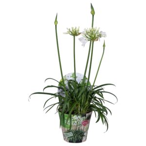Agapanthus Summer Love White