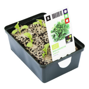 Andijvie set biologisch