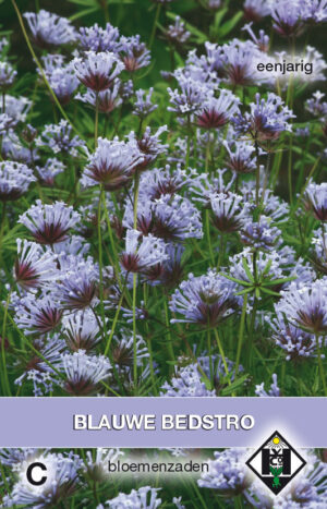 Asperula orientalis
