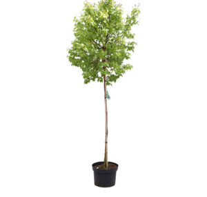 Betula pendula Magical Globe
