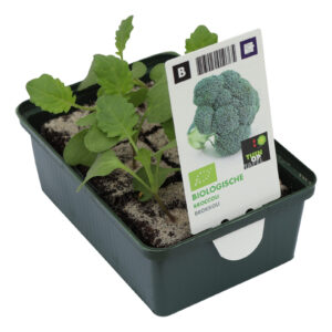 Broccoli set biologisch