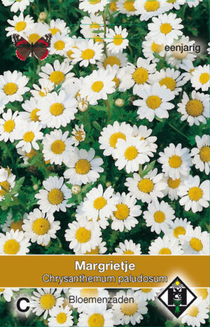 Chrysanthemum paludosum