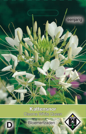 Cleome hassleriana White Queen