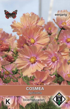 Cosmos bipinnatus Apricotta