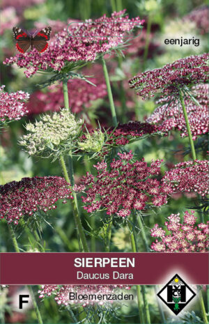 Daucus carota Dara