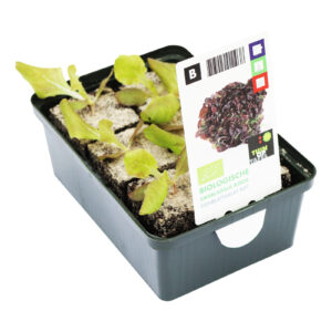 Eikeblad sla rood set biologisch