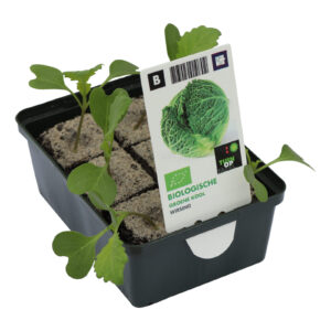 Groene Kool set biologisch