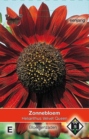 Helianthus a. Velvet Queen