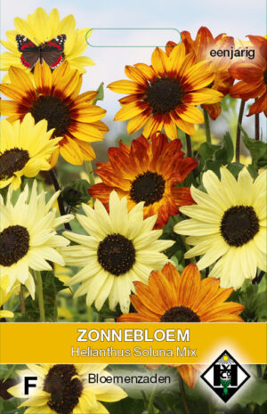 Helianthus debilis Soluna Mix