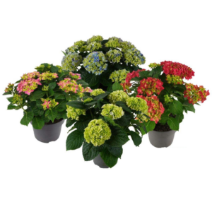Hydrangea macrophylla in diverse kleuren