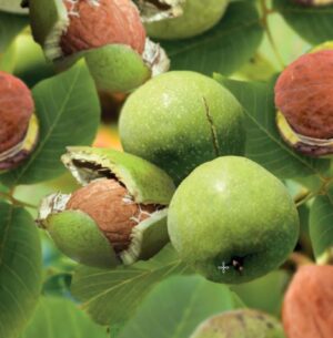 Juglans regia Broadview