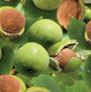 Juglans regia Buccaneer