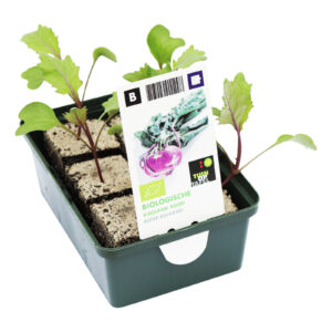 Koolrabi rood set biologisch