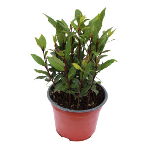 Laurus nobilis