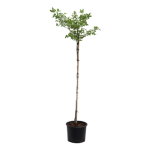 Liquidambar styraciflua Gum Ball