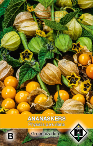 Physalis peruviana