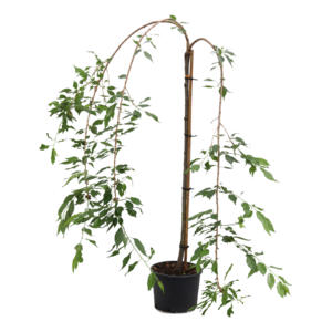 Prunus Kiku-shidare-zakura