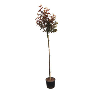 Prunus cerasifera Nigra