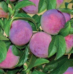 Prunus domestica Reine Claude d'Althan