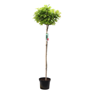 Quercus palustris Green Dwarf
