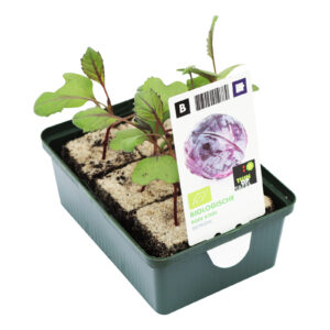 Rode Kool set biologisch