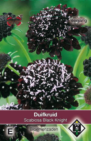 Scabiosa atropurpurea Black Knight