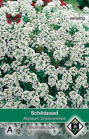 Alyssum maritimum  Sneeuwkleed